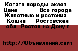 Котята породы экзот › Цена ­ 7 000 - Все города Животные и растения » Кошки   . Ростовская обл.,Ростов-на-Дону г.